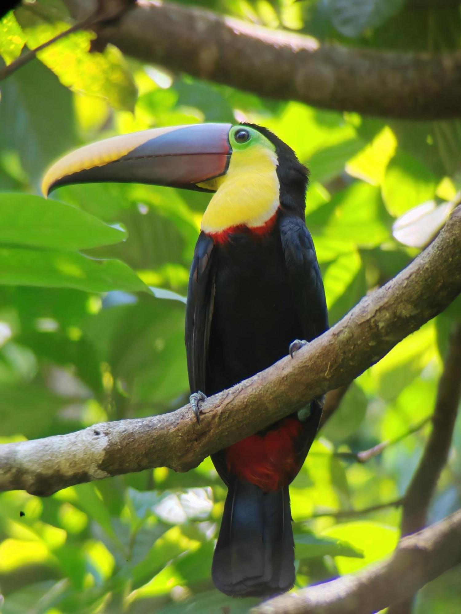 Cabinas Corcovado Green Parrot, Los Planes Drake Drakes Bay Oda fotoğraf